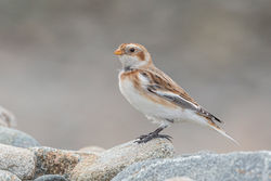 Snow Bunting photographed at Portinfer [POR] on 8/11/2021. Photo: © Rod Ferbrache