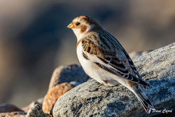 Snow Bunting photographed at Portinfer [POR] on 11/11/2021. Photo: © Dave Carre