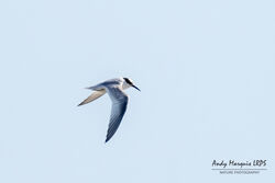 Little Tern photographed at Pembroke [PEM] on 13/8/2022. Photo: © Andy Marquis