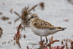 Little Stint photographed at Colin Best NR [CNR] on 13/9/2022. Photo: © Dave Carre