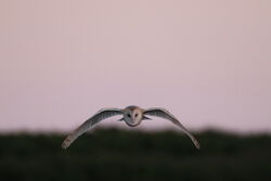 Barn Owl. Photo: © Guy O’Regan