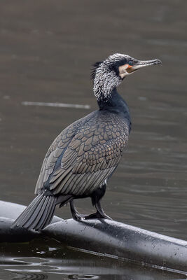 Cormorant photographed at Town Harbour [TOW] on 26/9/2022. Photo: © Rod Ferbrache