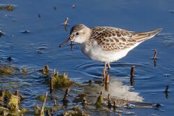 Little Stint photographed at Claire Mare [CLA] on 20/10/2022. Photo: © Rod Ferbrache