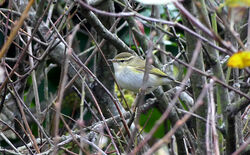Yellow-browed Warbler photographed at La Garenne on 27/10/2022. Photo: © Mark Lawlor