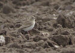 Short-toed Lark photographed at Rue des Hougues, STA [H04] on 7/10/2022. Photo: © Mark Guppy