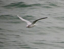 Little Gull photographed at Rocque Poisson [ROQ] on 27/11/2022. Photo: © Mark Guppy
