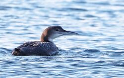 Great Northern Diver photographed at Fort Grey [FO2] on 17/12/2022. Photo: © Guy O’Regan