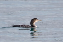 Great Northern Diver photographed at Pembroke [PEM] on 22/1/2023. Photo: © Dave Carre