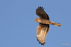 Hen Harrier photographed at Reservoir [RES] on 6/2/2023. Photo: © Dave Carre