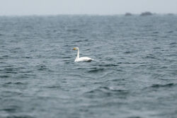 Whooper Swan photographed at Leree on 20/3/2023. Photo: © Christopher Wilkinson