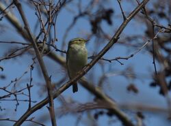 Yellow-browed Warbler photographed at Grands Marais/Pre [PRE] on 26/3/2023. Photo: © Mark Guppy