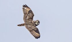 Short-eared Owl photographed at Mont Herault on 5/4/2023. Photo: ©  Rockdweller