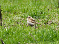 Short-toed Lark photographed at Tielles [TIE] on 30/4/2023. Photo: © Christopher Wilkinson