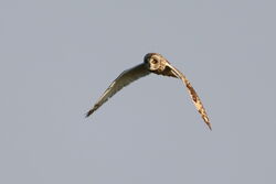 Short-eared Owl photographed at Pleinmont [PLE] on 13/6/2023. Photo: © Guy O’Regan