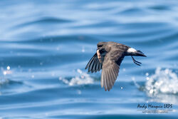 Storm Petrel photographed at Pelagic [PEL] on 20/8/2023. Photo: © Andy Marquis