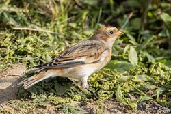 Snow Bunting photographed at Fort Hommet [HOM] on 6/10/2023. Photo: © Dave Carre