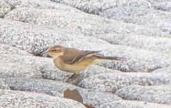 Yellow Wagtail photographed at Fort Le Crocq [FLC] on 1/1/2024. Photo: © Eleanor  Atkinson