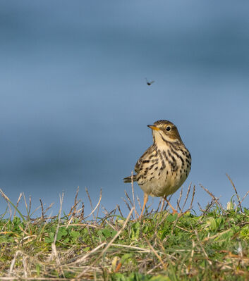 Meadow Pipit photographed at Select location on 1/2/2024. Photo: © Julie Davis