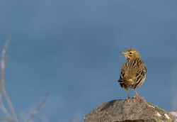 Meadow Pipit photographed at Jaonneuse on 1/2/2024. Photo: © Julie Davis