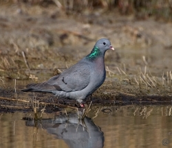 Stock Dove photographed at Rue des Bergers NR on 9/4/2007. Photo: © Barry Wells