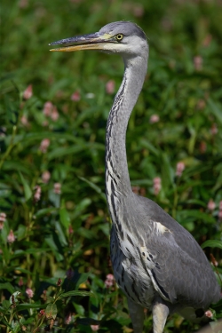 Grey Heron. Photo: © Steve Levrier