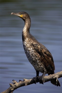 Cormorant. Photo: © Steve Levrier