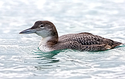 Great Northern Diver photographed at St Peter Port Harbour on 20/1/2008. Photo: © Paul Hillion