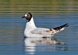 Black-headed Gull photographed at La Claire Mare on 0/0/0. Photo: © Paul Hillion