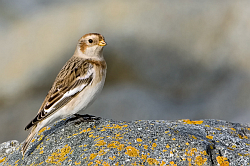 Snow Bunting photographed at Fort le Crocq on 24/10/2008. Photo: © Paul Hillion