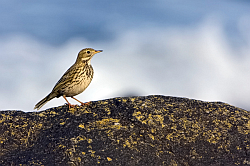 Meadow Pipit photographed at Pulias on 12/10/2008. Photo: © Paul Hillion