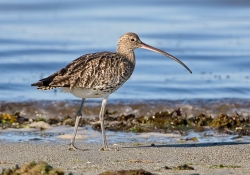 Curlew photographed at L'Eree on 0/0/0. Photo: © Paul Hillion