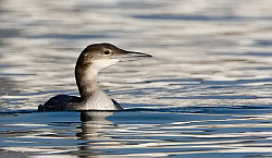 Great Northern Diver photographed at St Peter Port Harbour on 27/1/2008. Photo: © Paul Hillion