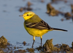 Yellow Wagtail photographed at La Claire Mare on 0/0/0. Photo: © Paul Hillion