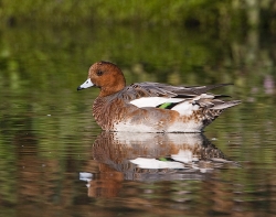 Wigeon photographed at Rue des Bergers NR on 14/10/2007. Photo: © Barry Wells