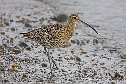 Curlew photographed at Bordeaux Harbour on 12/1/2008. Photo: © Barry Wells