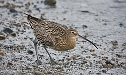 Curlew photographed at Bordeaux Harbour on 12/1/2008. Photo: © Barry Wells