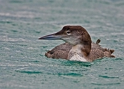 Great Northern Diver photographed at St Peter Port Harbour on 20/1/2008. Photo: © Barry Wells