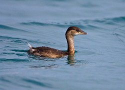 Little Grebe photographed at St Peter Port Harbour on 20/1/2008. Photo: © Barry Wells