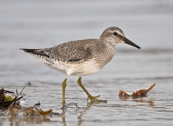 Knot photographed at Cobo Bay on 9/9/2007. Photo: © Barry Wells