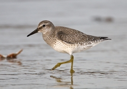 Knot photographed at Cobo Bay on 9/9/2007. Photo: © Barry Wells