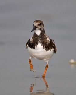 Turnstone photographed at Cobo Bay on 9/9/2007. Photo: © Barry Wells