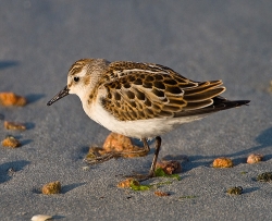 Little Stint photographed at Vazon Bay on 14/9/2007. Photo: © Barry Wells