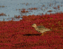 Buff-breasted Sandpiper photographed at L'Eree [LER] on 10/9/2005. Photo: © Mark Lawlor