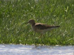 Buff-breasted Sandpiper photographed at L'Eree [LER] on 26/5/2008. Photo: © Mark Guppy