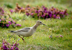 Buff-breasted Sandpiper photographed at Pleinmont [PLE] on 23/9/2007. Photo: © Mark Lawlor