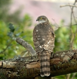 Sparrowhawk photographed at Les Caches on 28/2/2004. Photo: © Barry Wells