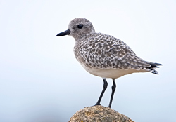 Grey Plover photographed at Cobo [COB] on 8/11/2008. Photo: © Paul Hillion