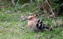 Hoopoe photographed at Fort Doyle [DOY] on 18/4/2009. Photo: © Mark Lawlor