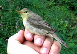 Melodious Warbler photographed at Pleinmont [PLE] on 21/9/2007. Photo: © Jamie Hooper