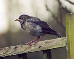 Rose-coloured Starling photographed at Rue Maze, STM [MAZ] on 0/1/2005. Photo: © S Cooper